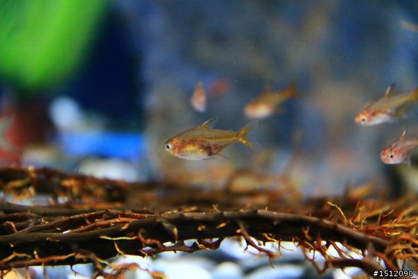 [分享]懶人的水族世界