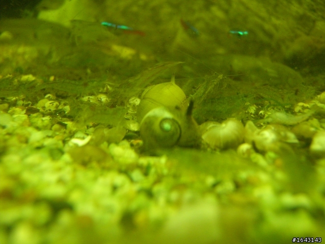 Dear Skin 蒂絲手皂工坊(水族日記) 整理後的缸