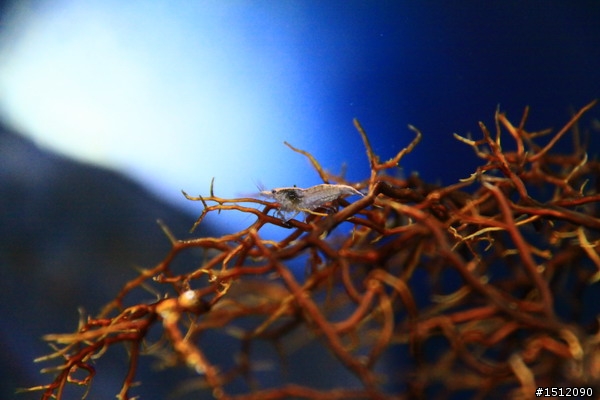 [分享]懶人的水族世界