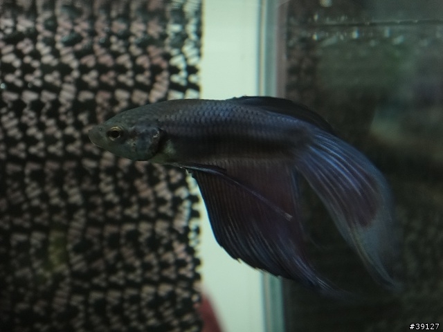請幫我看一下這是甚麼鬥魚