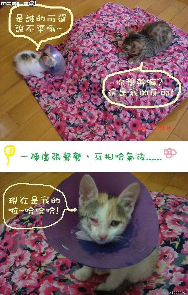 貓咪代養實錄 之 三花小貓來作客