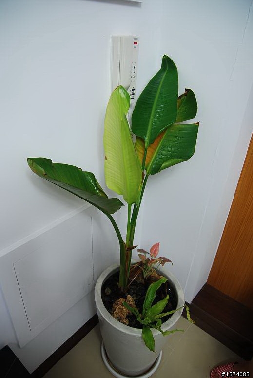 請問這種室內植物怎麼照顧??