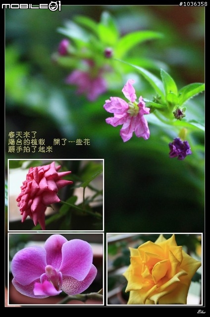 自家陽台的植物