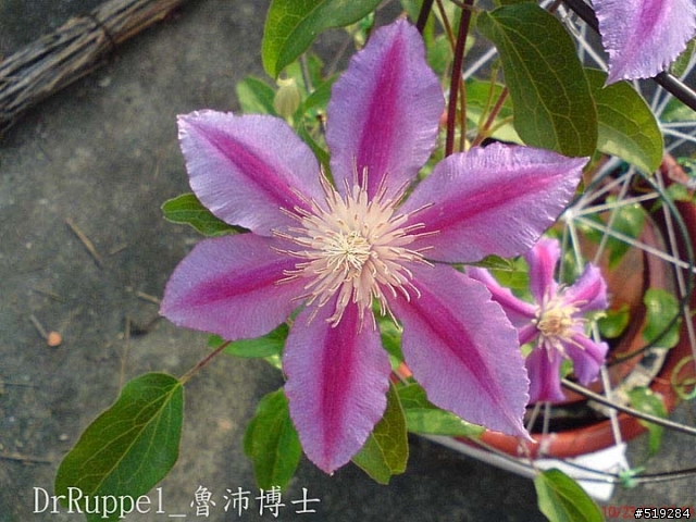 我的鐵線蓮