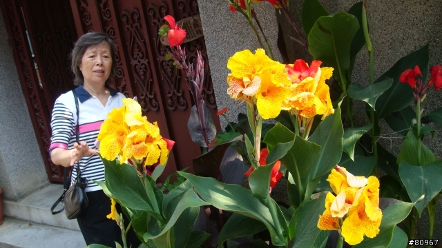 我家的 蓮蕉花