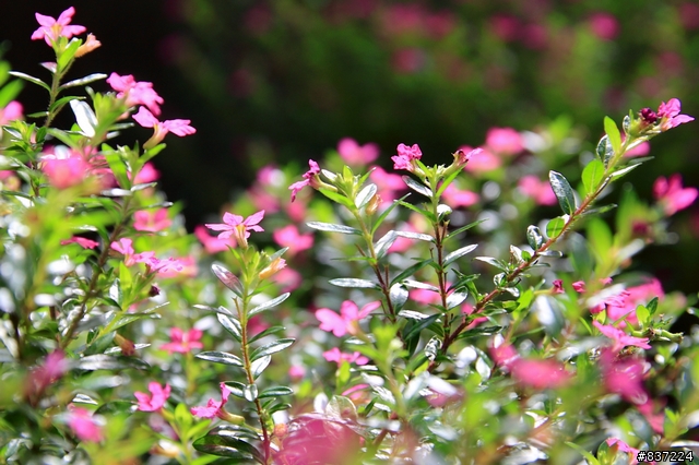 [開箱] Sigma 17-50mm F2.8 EX DC OS HSM 簡易開箱