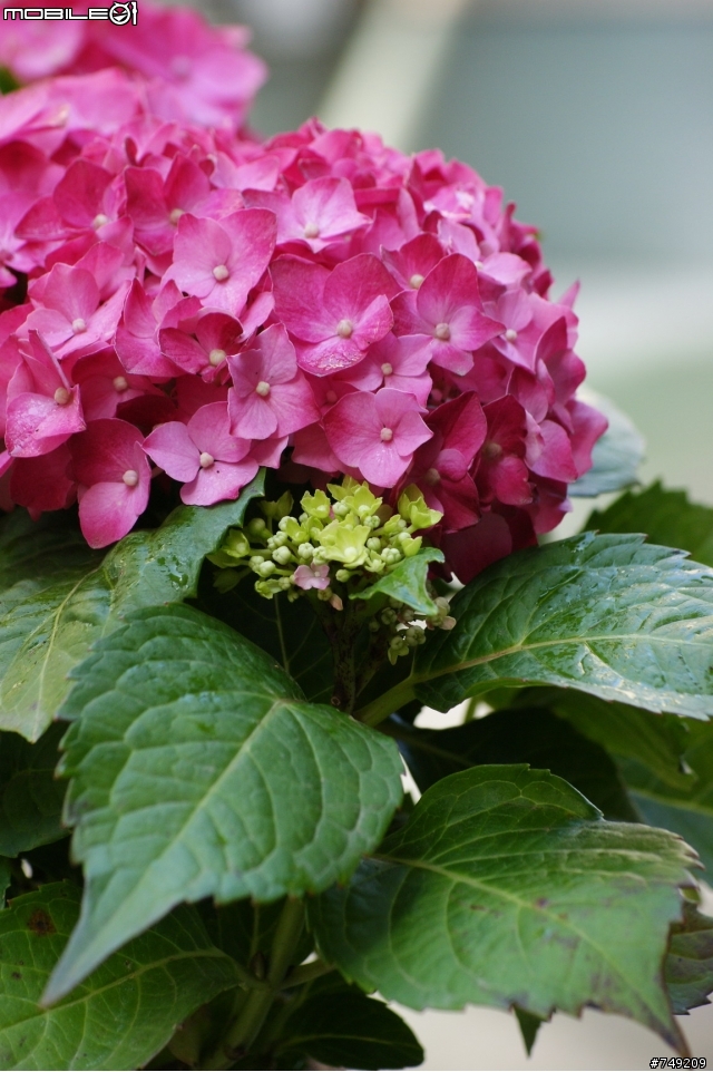 陽台繡球花栽植