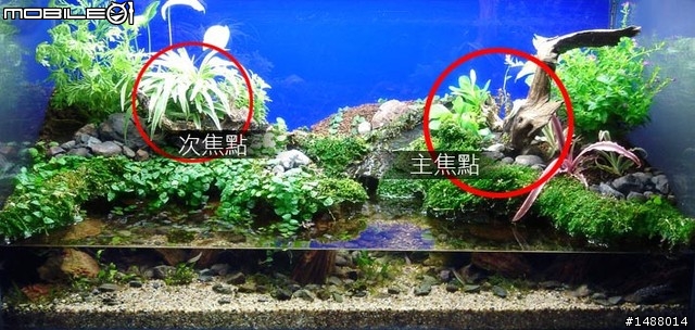 [慶祝開板]我的室內生態缸~