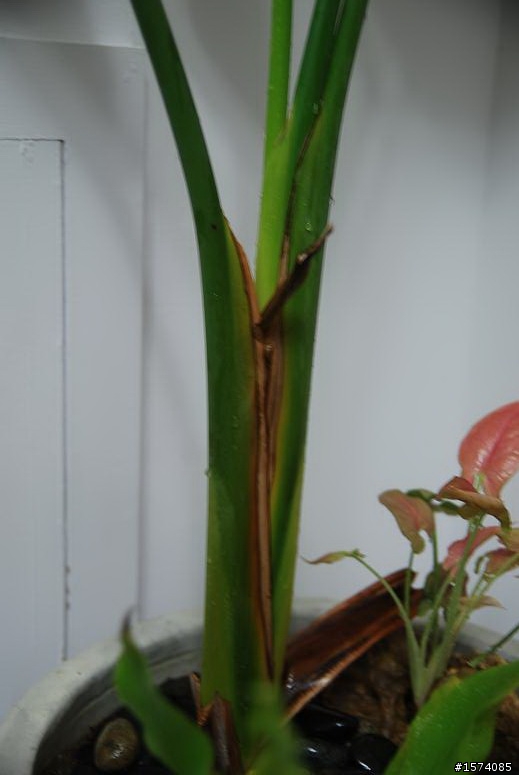 請問這種室內植物怎麼照顧??