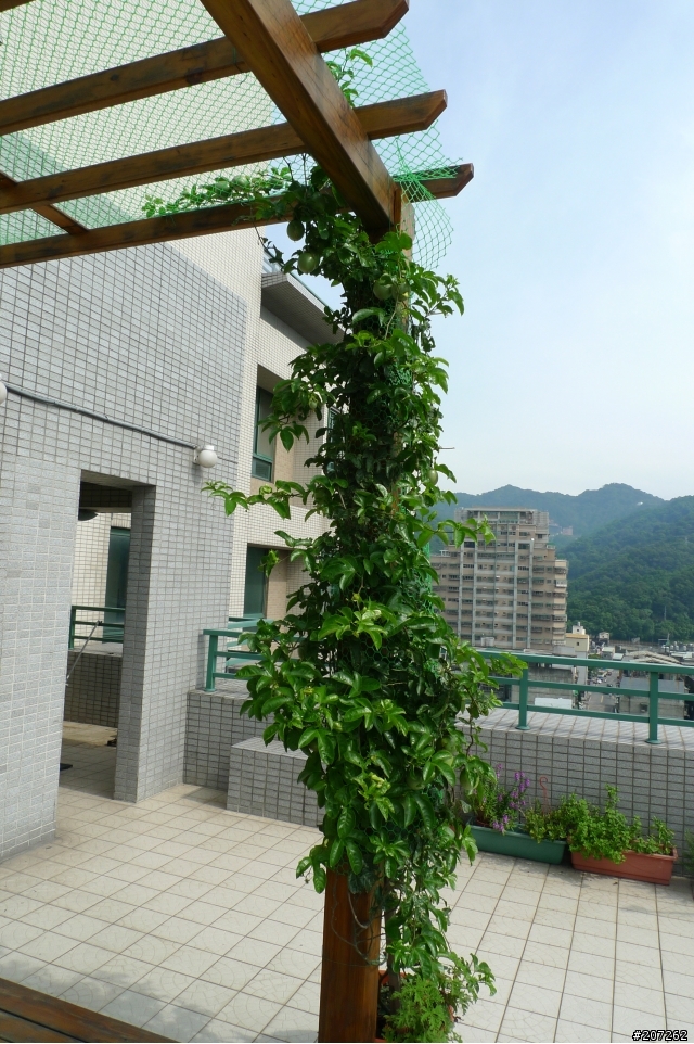 我們家的空中花果園