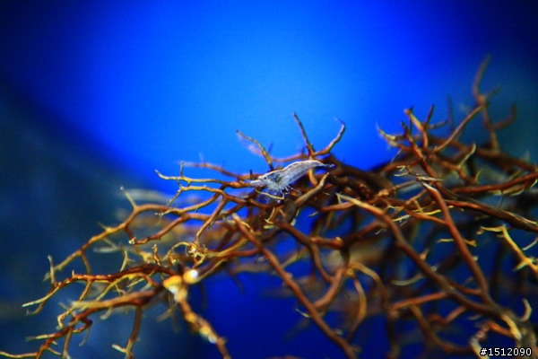 [分享]懶人的水族世界