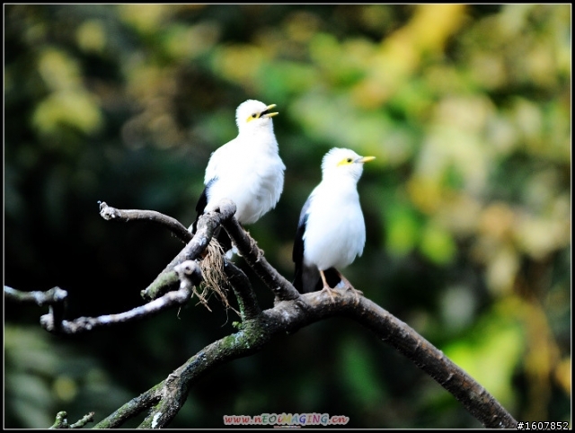 {尋鳥啟事}誰~來~鳥~我!  鳥樓開工囉~