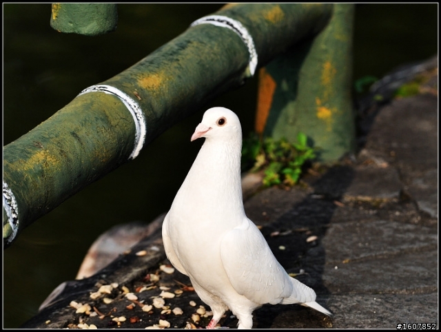 {尋鳥啟事}誰~來~鳥~我!  鳥樓開工囉~