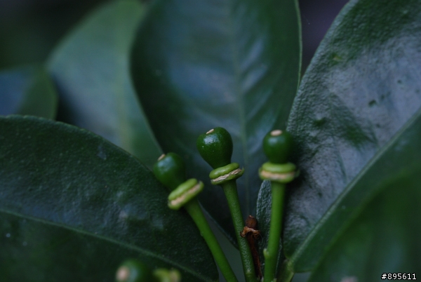 下嫁NIKON D40X的 leica R 60mm F2.8 MACRO