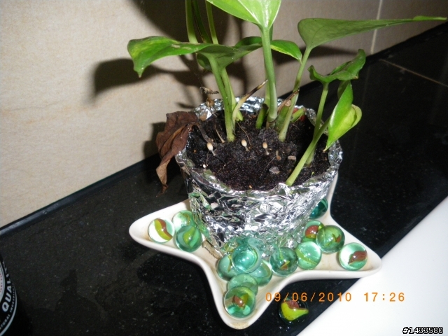 求救~黃金葛盆栽的土長小香菇--應該是孢子 菌類