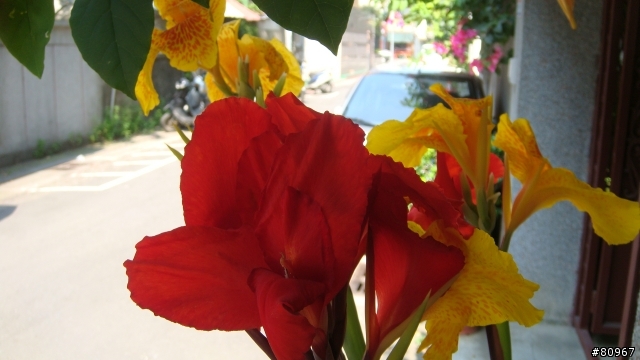 我家的 蓮蕉花