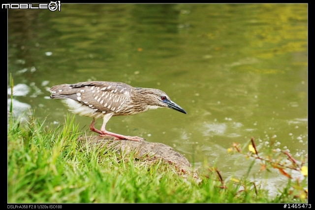 {問題}請問這是什麼鳥???