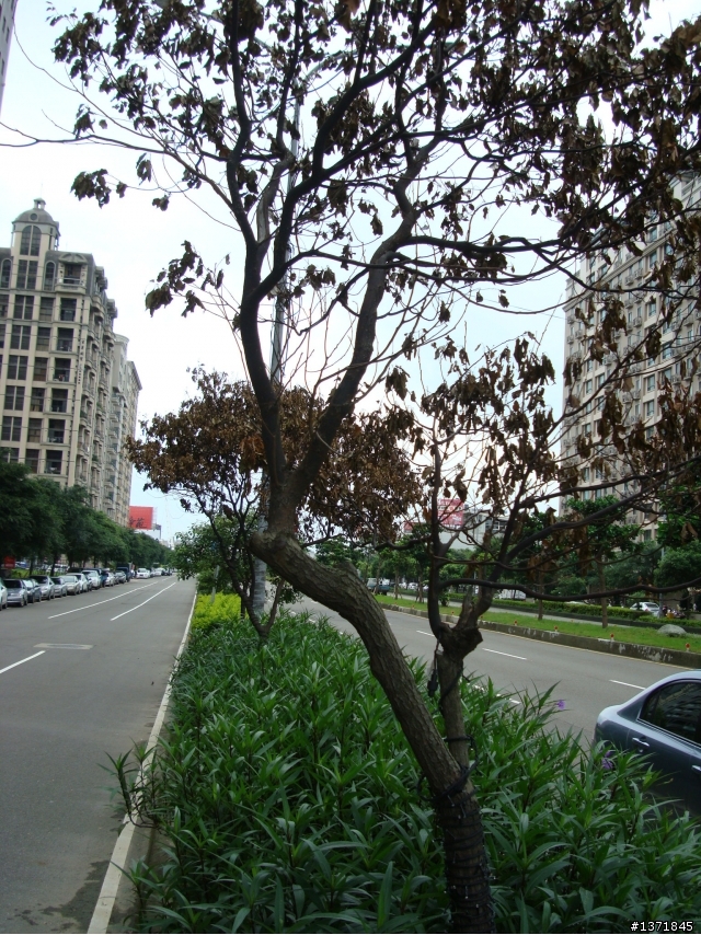 "竹北亮起來"的嘉年華會已落幕,請留給樟樹一條生路