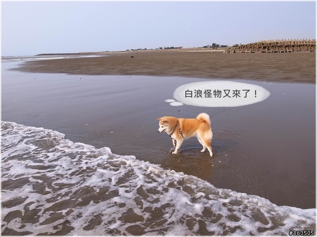 【白浪滔滔妹很怕】後龍水尾沙灘