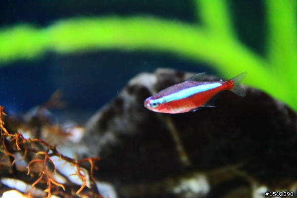 [分享]懶人的水族世界