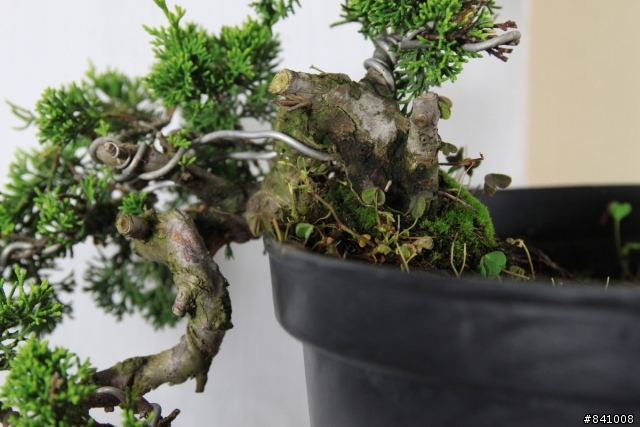 日本系魚川真柏  懸捱