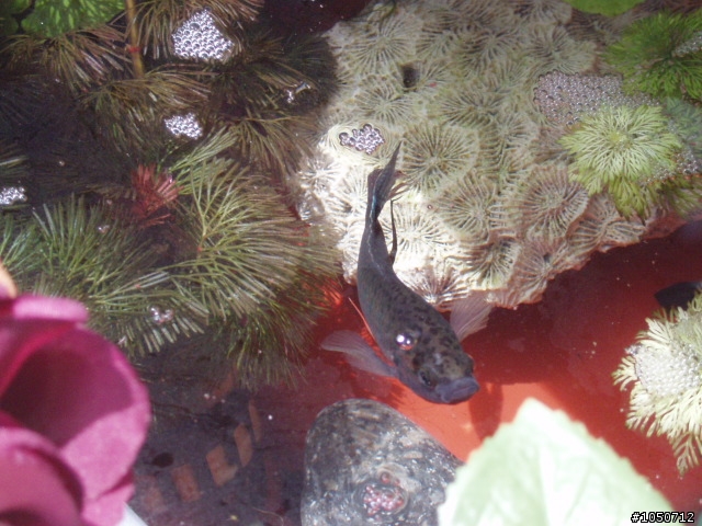 小鬥魚來了