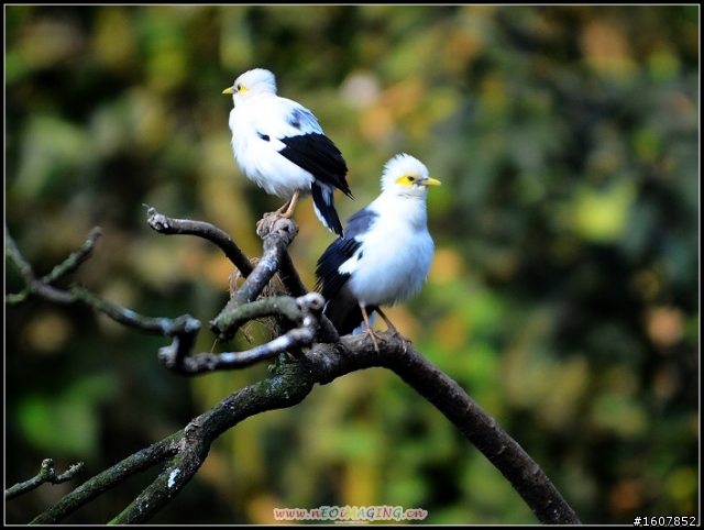 {尋鳥啟事}誰~來~鳥~我!  鳥樓開工囉~