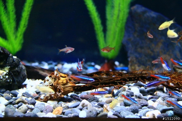 [分享]懶人的水族世界