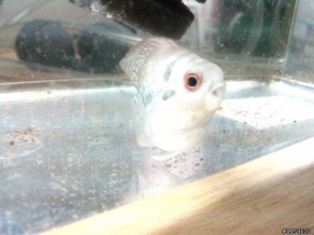 （水族疑問）孔雀魚＋羅漢魚！