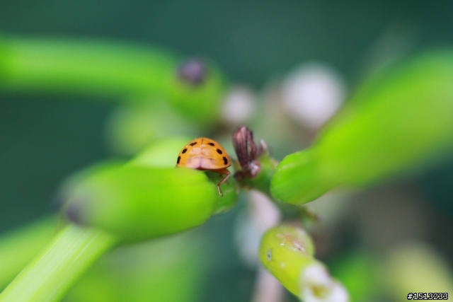 【分享】當CANON遇上萊卡