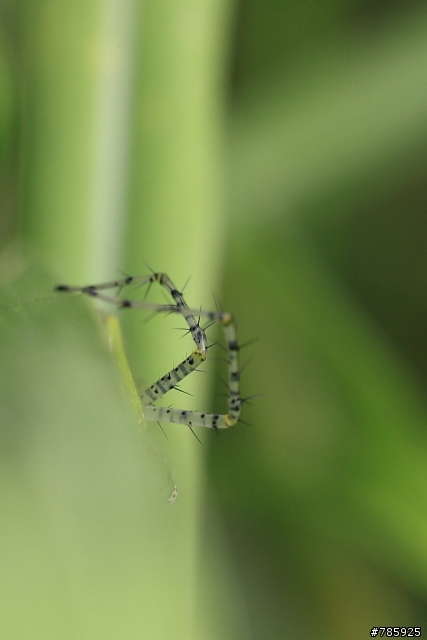 我的微距攝影大夢~Canon 100 F2.8L Macro