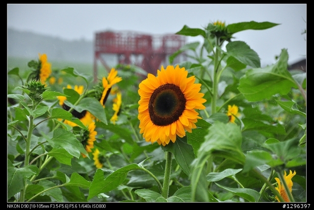 7/26北海道自助,我回來了,悶阿!!