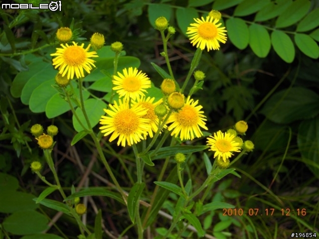 [遊記]2010-07-17我在崂山 聽海唱歌