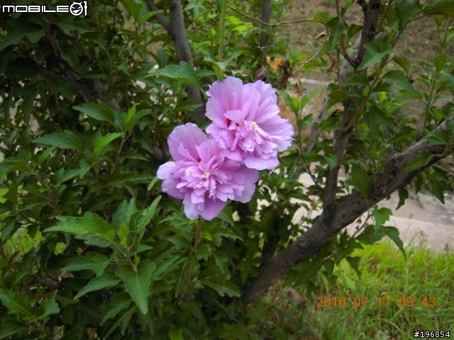 [遊記]2010-07-17我在崂山 聽海唱歌