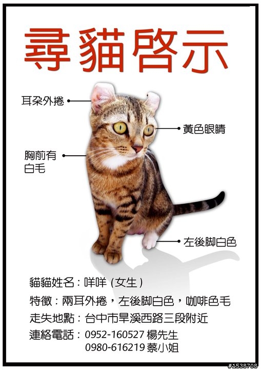 [台中協尋]貓咪不見了，請各位大大幫忙協尋