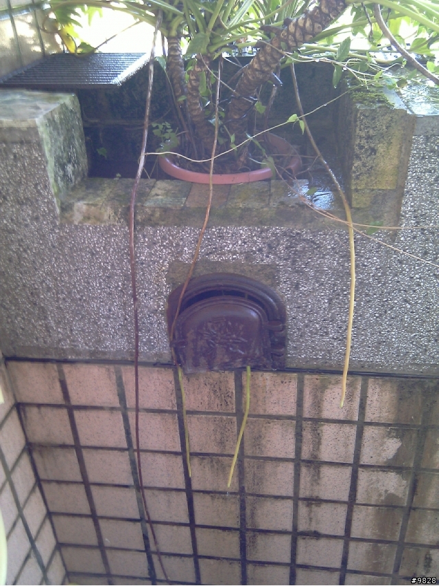 請問這是什麼植物呢??