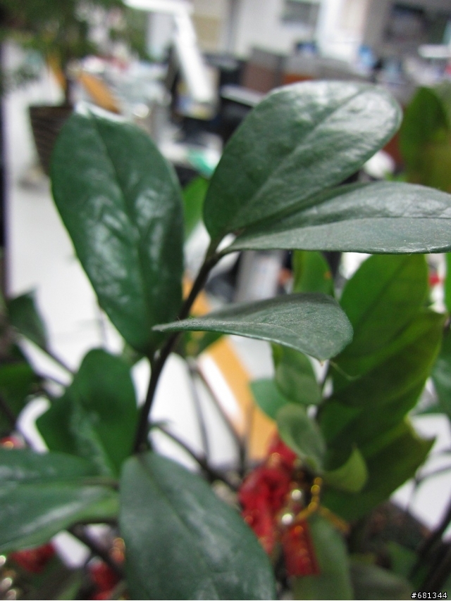 【簡易開箱文】大黃蜂的逆襲 Canon IXUS 300 HS (IXY 30S)