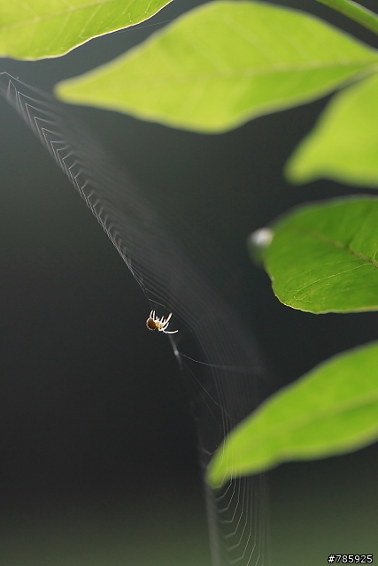 我的微距攝影大夢~Canon 100 F2.8L Macro