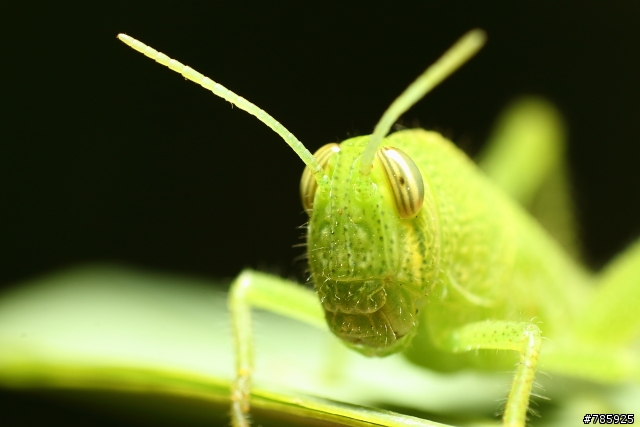 我的微距攝影大夢~Canon 100 F2.8L Macro