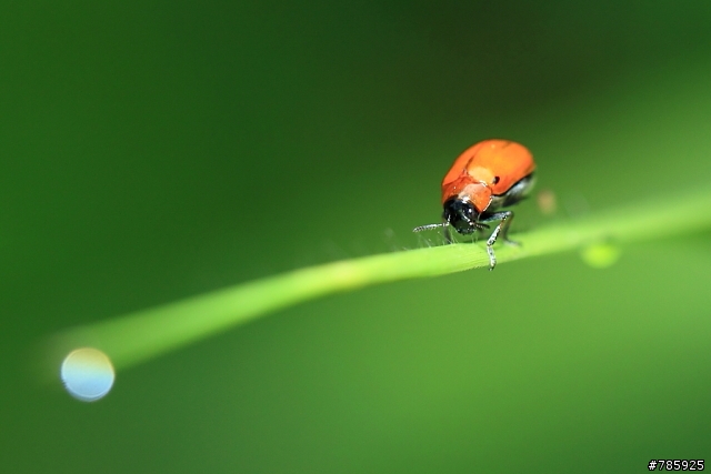 我的微距攝影大夢~Canon 100 F2.8L Macro