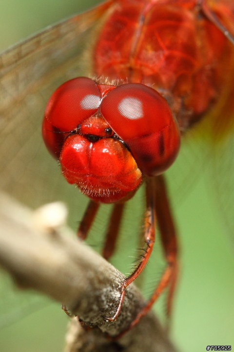我的微距攝影大夢~Canon 100 F2.8L Macro