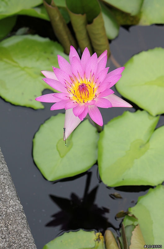 請分享最新花況!"花況分享樓"