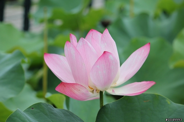 請分享最新花況!"花況分享樓"