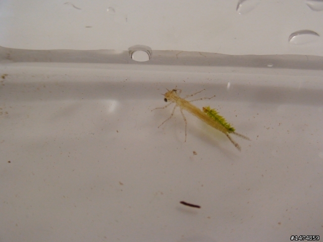 水草魚缸內不知明的生物...