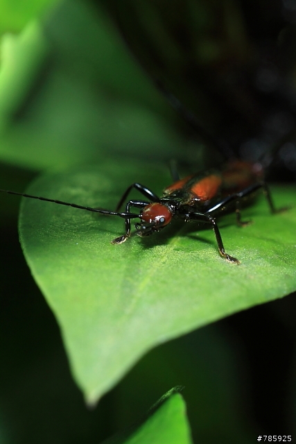 我的微距攝影大夢~Canon 100 F2.8L Macro