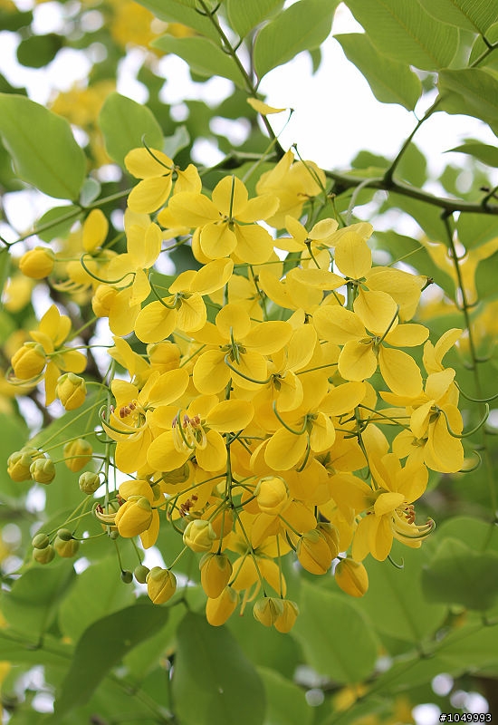 請分享最新花況!"花況分享樓"