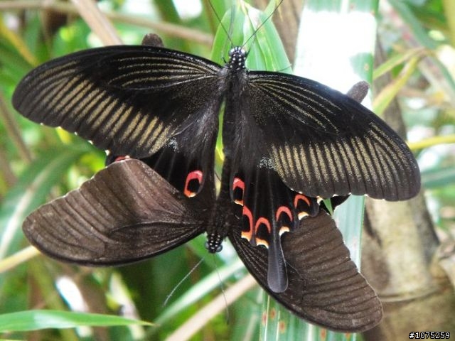 (照片)20100731後棟山賞景泡茶行