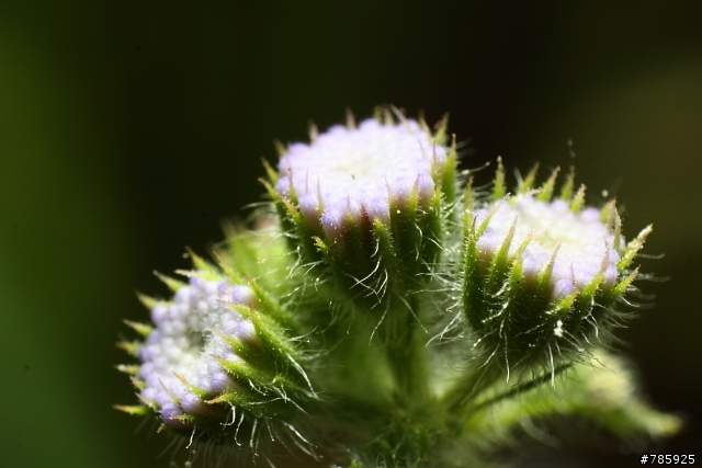 我的微距攝影大夢~Canon 100 F2.8L Macro