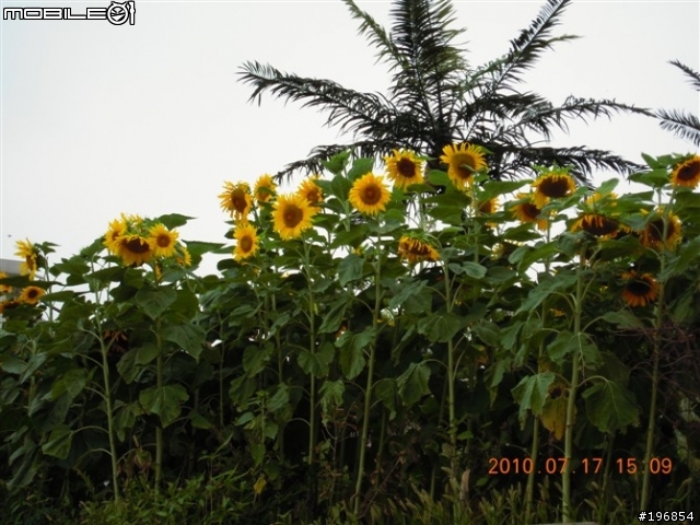 [遊記]2010-07-17我在崂山 聽海唱歌