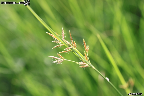 [開箱] - Canon EF-S 60mm f/2.8 Macro USM